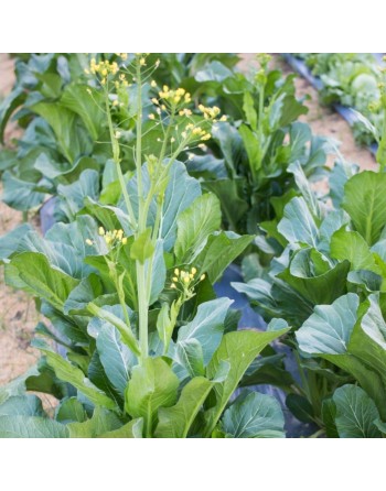 Chinese Broccoli, Spring Rapini, Brocoletti, Brassica Rapa, Tsai-Hsin Cabbage, Choi-San, Cai Xin Flower Leafy Vegetables - [ See