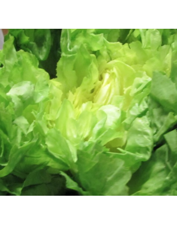 Endive Escarole, Indivia Scarola Cornetto Di Bordeaux, French - [ Garden Seeds, Seed2Go.ca] - V-ECB - Chicory Endive & Escarole