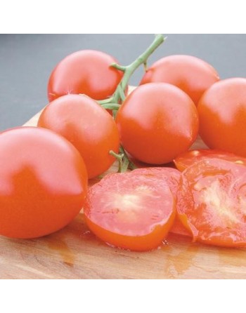 Glacier Tomato Seeds, Sweden - [ Shop Canadian Seeds Online ]  - Tomato Seeds - 