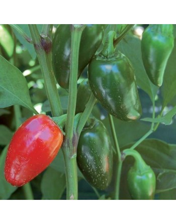 Jalapeño Traveler Pepper, High Yielding, Green Chili,  Pepper Seeds - [ Shop Canadian Seeds Online ]  - Pepper Seeds - 