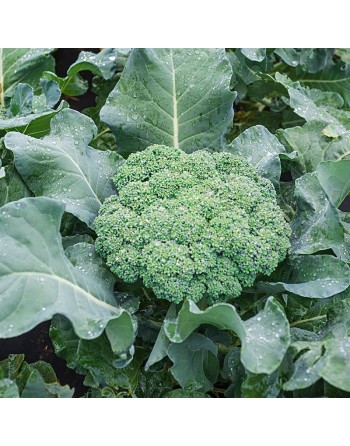 Broccoli of Calabria, Ramoso Calabrese, Cavolo Broccolo, Broccoli Seeds - [ Shop Canadian Seeds Online ]  - Broccoli - 