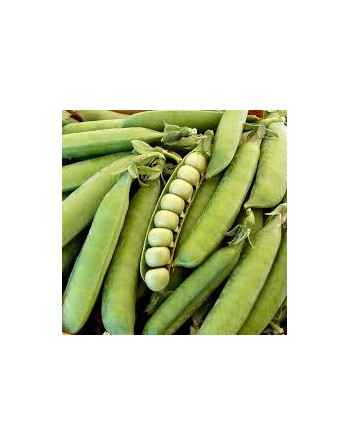 Laxton's Progress No.9 Shelling Bush Pea, Pisello Nano, English - [ SEED2GO.CA] - V-PN9 - Bean/Pea