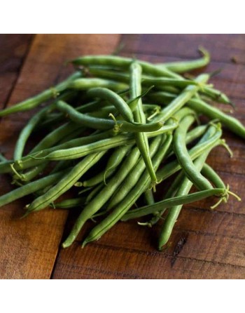 Tendergreen Bush Bean, Stringless Bean, Fagiolo, Bean Seeds - [ Seed2Go.ca ] - [Seed Packets] - Bush Beans - 
