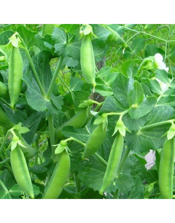 Laxton's Progress No.9 Shelling Bush Pea, Pisello Nano, English - [ SEED2GO.CA] - V-PN9 - Bean/Pea