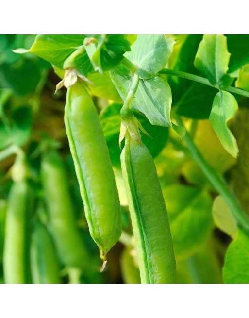Laxton's Progress No.9 Shelling Bush Pea, Pisello Nano, English - [ SEED2GO.CA] - V-PN9 - Bean/Pea