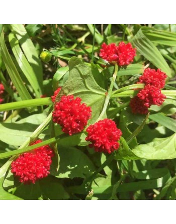 Strawberry Spinach Fruit Seeds - [ Seed2Go.ca ] - [Seed Packets] - Strawberry - 