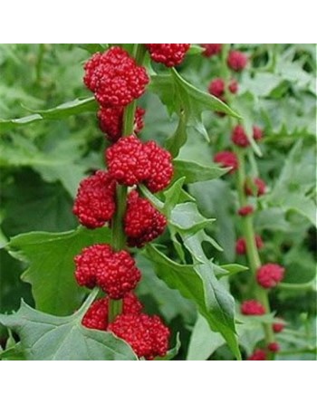 Strawberry Spinach Fruit Seeds - [ Seed2Go.ca ] - [Seed Packets] - Strawberry - 