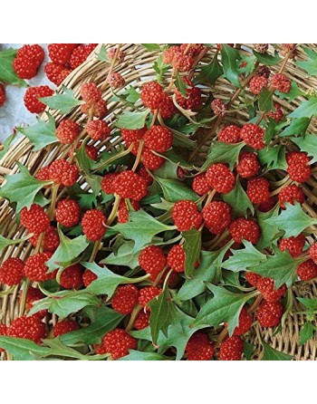 Strawberry Spinach Fruit Seeds - [ Seed2Go.ca ] - [Seed Packets] - Strawberry - 