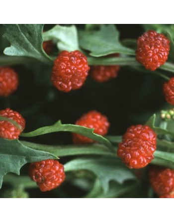 Strawberry Spinach Fruit Seeds - [ Seed2Go.ca ] - [Seed Packets] - Strawberry - 
