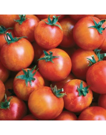 Isis Candy, Bi-Colour Cherry, Cherry Tomato Seeds, Sweet & Fruity - [ Seed2Go.ca ] - [Seed Packets] - Grape & Cherry Tomatoes - 