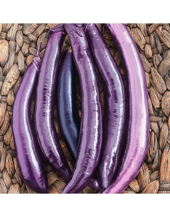 Asian Pingtung, Ping Tung Long Eggplant, Taiwan - [ Seed2Go.ca ] - [Seed Packets] - Eggplant