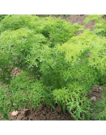 Indian Golden Frills, Green Frill Mustards - [ Seed2Go - Canada ] - V-IGF - Mustard & Greens
