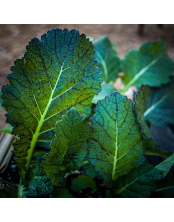 Dragons Tongue, Ho Mi Z Mustard Green - [ Seed2Go - Canada ] - V-DTHMZ - Mustard & Greens