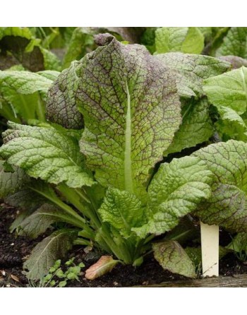 Dragons Tongue, Ho Mi Z Mustard Green - [ Seed2Go - Canada ] - V-DTHMZ - Mustard & Greens