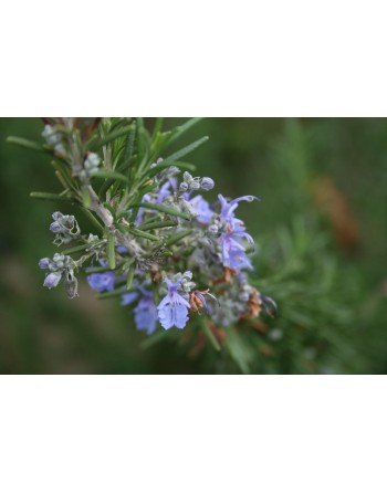 Rosemary Herb, Rosmarinus Seed - [ Garden Seeds, Seed2Go.ca] - V-RHB - Herb Seeds