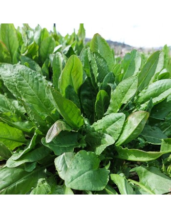 Sour Sorrel, Transylvanian, Ambada Bhaji, Herb Spice, Sorrel Seeds, Lemon Flavor - [ Seed2Go.ca ] - [Seed Packets] - Leek - 