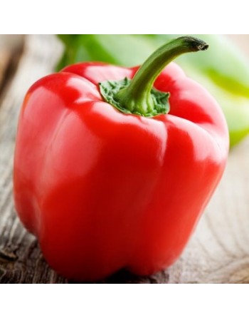 Yolo Wonder Red Bell Pepper, Sweet Pepper Seeds - [ Shop Canadian Seeds Online ]  - Pepper Seeds - 