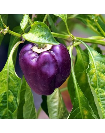 Deep Purple Bell Pepper, Beauty Sweet Pepper Seeds - [ Seed2Go.ca ] - [Seed Packets] - Pepper Seeds - 