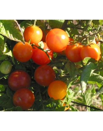 Isis Candy, Bi-Colour Cherry, Cherry Tomato Seeds, Sweet & Fruity - [ Seed2Go.ca ] - [Seed Packets] - Grape & Cherry Tomatoes - 