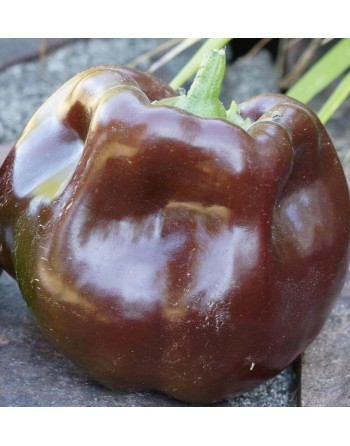 D'asti Chocolate Beauty Bell Pepper, Elongated Sweet Pepper Seeds - [ Shop Canadian Seeds Online ]  - Pepper Seeds - 