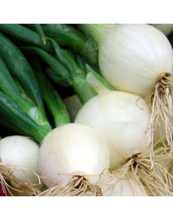 Crystal White Wax 'White Pickling' Onion, White Bermuda Onion Seeds - [ Shop Canadian Seeds Online ]  - Onion - 