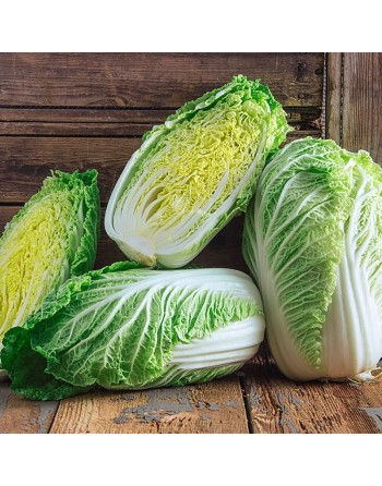 Napa Cabbage, Michihili, Chinese Cabbage Seeds - [ Shop Canadian Seeds Online ]  - Cabbage - 