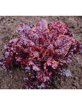 Super Red Lettuce, Latuca Sativa, Loosehead Lettuce - [ Seed2Go - Canada ] - VG-VRL - Lettuce