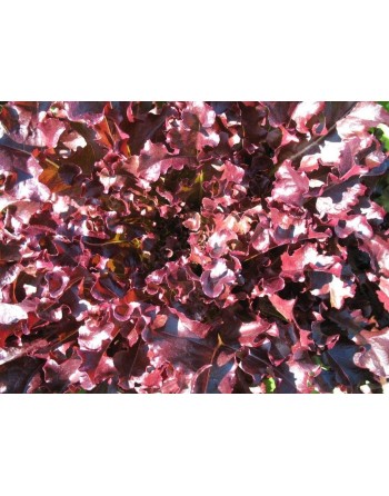 Super Red Lettuce, Latuca Sativa, Loosehead Lettuce - [ Seed2Go - Canada ] - VG-VRL - Lettuce