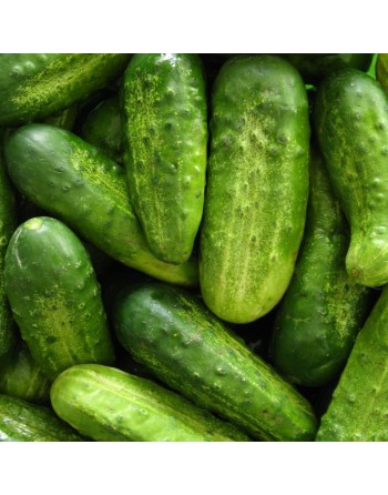 Homemade Pickles Cucumber Seeds, High Yielding, Pickling Cucumber - [ Shop Canadian Seeds Online ]  - Pickling Cucumbers - 