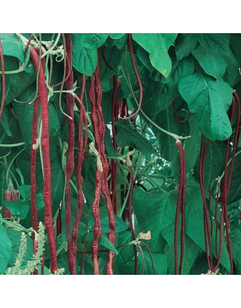 Oriental Mosaic, Chinese Red Noodle, Yard Long Pole Bean, Red Bean, Stringless - [ Seed2Go.ca ] - [Seed Packets] - Bean/Pea - 