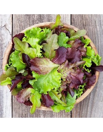 Oriental Salad Leaf Lettuce Mix, Easy Sow, Rocket, Mizuna, Tat Soi, Bulls Blood - [ Shop Canadian Seeds Online ]  - Salad/Mesclu