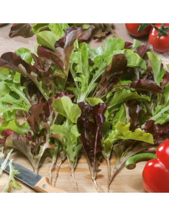 Oriental Salad Leaf Lettuce Mix, Easy Sow, Rocket, Mizuna, Tat Soi, Bulls Blood - [ Shop Canadian Seeds Online ]  - Salad/Mesclu