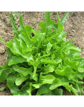 Royal Oak Leaf Lettuce, Looseleaf, Heat Lettuce - [ Garden Seeds, Seed2Go.ca] - V-FQT - Lettuce
