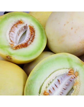 Honey Dew Melon, Honeydew, Bailan Melons, Melon Tuna, Prickly Pear Melon Seeds - [ Shop Canadian Seeds Online ]  - Melon - 