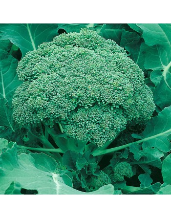 Broccoli of Calabria, Ramoso Calabrese, Cavolo Broccolo, Broccoli Seeds - [ Shop Canadian Seeds Online ]  - Broccoli - 