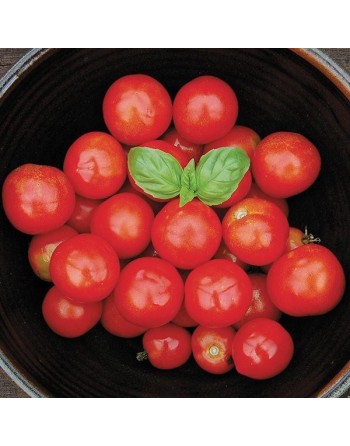 Glacier Tomato Seeds, Sweden - [ Shop Canadian Seeds Online ]  - Tomato Seeds - 