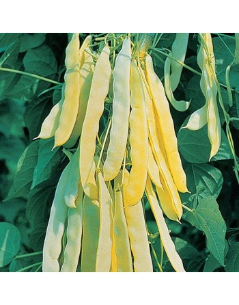 Walking Bean, Venice Marvel, Pole Bean, Climbing Bean, Meraviglia Di Venezia Grano Nero Rampicante Mangiatutto - [ Seed2Go.ca ]