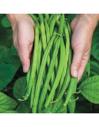 Green Bean, Stringless, Provider, Bush Bean, Organic - [ SEED2GO.CA] - V-GLPV - Bush Beans
