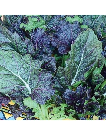 Dragons Tongue, Ho Mi Z Mustard Green - [ Seed2Go - Canada ] - V-DTHMZ - Mustard & Greens