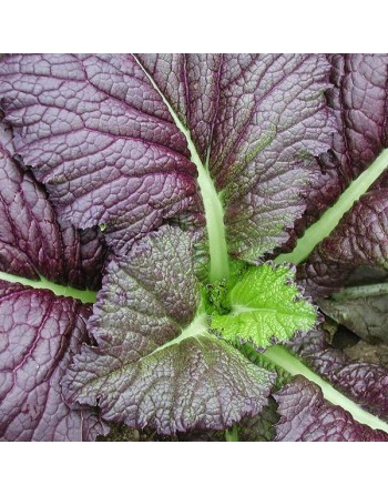 Red Giant Mustard Spinach, Giant Red Japanese Mustards - [ Garden Seeds, Seed2Go.ca] - V-RGM - Mustard Greens