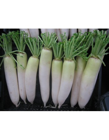 Asian Daikon Radish, White Radish, Japanese Radish, Chinese Radish, Winter Radish, Luobo Seeds - [ Seed2Go.ca ] - [Seed Packets]