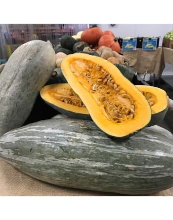 Guatemalan Blue Squash Seeds, South American, Fall/Winter - [ Shop Canadian Seeds Online ]  - Squash - 