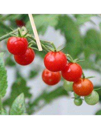 Mexico Midget, Tiny Red Cherry Tomato Seeds, Winner of SSE Tomato Tasting - [ Shop Canadian Seeds Online ]  - Grape & Cherry Tom
