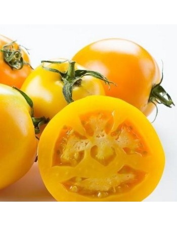 Golden Jubilee Tomato, Large & Delicious Tomato, 30 Seeds - [ Shop Canadian Seeds Online ]  - Tomato Seeds - 