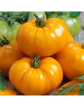 Chefs Choice Orange F1 Tomato Seeds, Orange Beefsteak - [ Shop Canadian Seeds Online ]  - Tomato Seeds - 