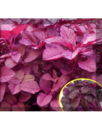 Leaf Amaranth: Raktaranga, Amaranth Seeds - [ Shop Canadian Seeds Online ]  - Amaranth - 