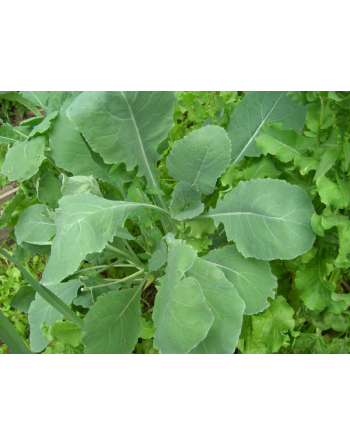 Green Turnip Leaf, Rapa Senza Testa, Rapini Headless Raab Turnip Leaf, Rapa da Foglia - [ Seed2Go.ca ] - [Seed Packets] - Turnip