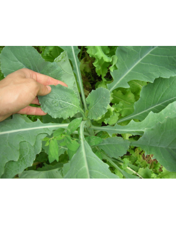Green Turnip Leaf, Rapa Senza Testa, Rapini Headless Raab Turnip Leaf, Rapa da Foglia - [ Seed2Go.ca ] - [Seed Packets] - Turnip