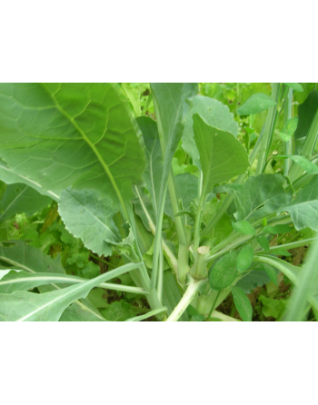 Green Turnip Leaf, Rapa Senza Testa, Rapini Headless Raab Turnip Leaf, Rapa da Foglia - [ Seed2Go.ca ] - [Seed Packets] - Turnip