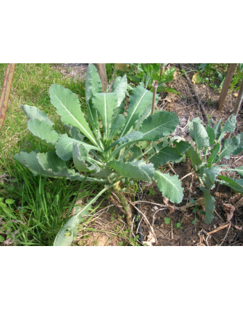 Green Turnip Leaf, Rapa Senza Testa, Rapini Headless Raab Turnip Leaf, Rapa da Foglia - [ Seed2Go.ca ] - [Seed Packets] - Turnip